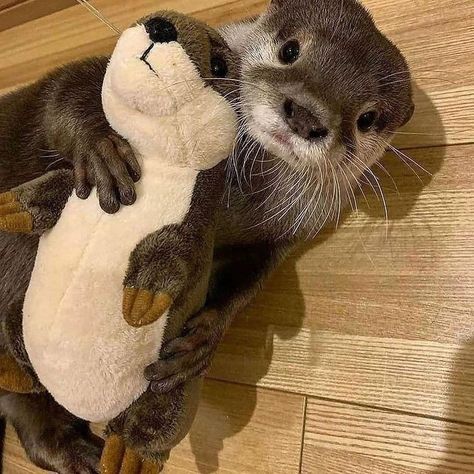 🦦💞 Otter Cute, Otter Plush, Otters Cute, Creative Gift Ideas, Kawaii Plush, Before Bed, Cute Toys, Fall Asleep, Cute Kawaii