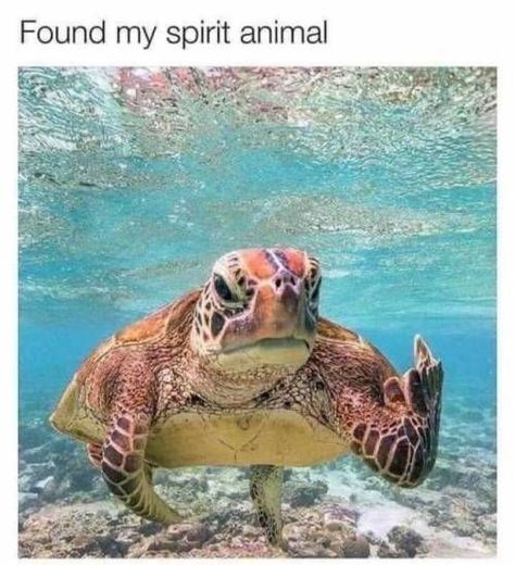 Over Thinking, Take It Or Leave It, Funny Dog Memes, Hee Hee, Beach Pics, Funny Cat Memes, Funny Animal Memes, Love Memes, Sea World