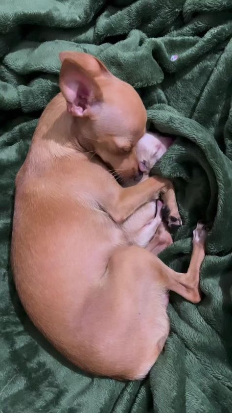 Psy Chihuahua, Cute Chihuahua, Chihuahua Dog, Chihuahua Puppies, Cute Funny Dogs, Chihuahua Dogs, Cute Wild Animals, Cute Animal Photos, Cute Animal Videos