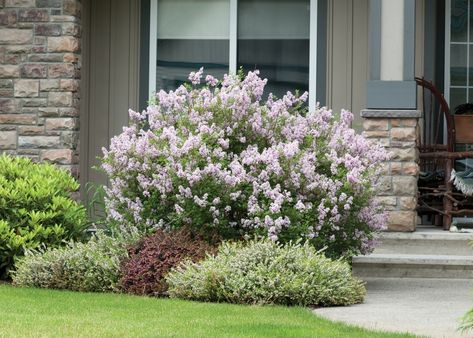 Miss Kim Lilac Bush, Miss Kim Lilac, Lilac Varieties, Lilac Bush, Low Maintenance Shrubs, Lilac Bushes, Lilac Tree, City Garden, Flowering Shrubs