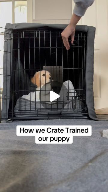 Get Enough Sleep, Puppy Crate, Crate Cover, Enough Sleep, Sleeping Puppies, Enrichment Activities, Positive Things, Pet Crate, Crate Training