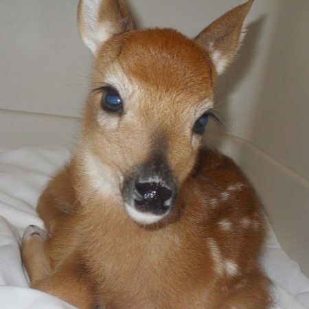 Oh Deer, Silly Animals, Baby Deer, Cute Creatures, Cute Little Animals, Cuteness Overload, Animals Friends, Spirit Animal, Beautiful Creatures