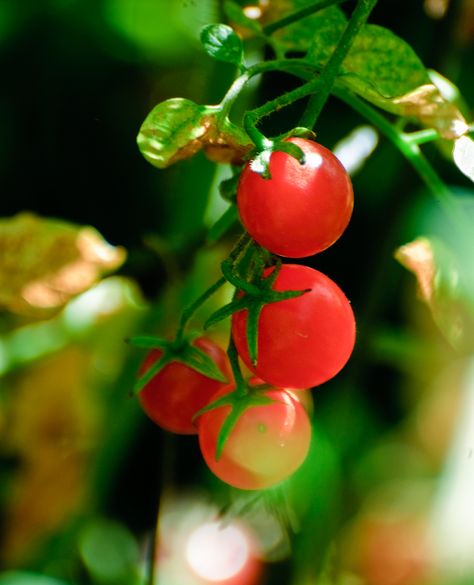 Pruning Tomato Plants, Best Tasting Tomatoes, Tomato Pruning, Cherry Tomato Plant, Tomato Growing, Tomato Varieties, Tips For Growing Tomatoes, Growing Organic Tomatoes, Growing Tomato Plants