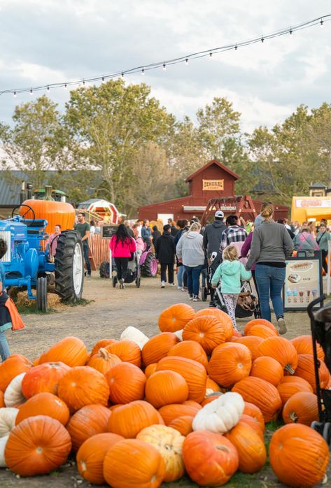 Top 6 Utah Fall Farms for Pumpkin Patches & Family Fun Utah Fall, Cozy Food, Weekend Festival, Sports Wedding, Pumpkin Patches, Cabin Vacation, Winter Event, Local Farm, Sweets Treats