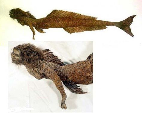 Does this photo show a real Mummified Mermaid? There is much debate about this particular photo. Does it or does it not show a real mummified mermaid? What do you think? Post your comments below but no links please. Do Mermaids Exist, Real Mermaids Photos, Mermaids Exist, Male Mermaid, Mermaid Stories, Mermaid Skeleton, Mermaid Photos, Real Mermaids, Mermaid Tale