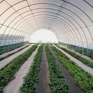 High Tunnel Greenhouse, Planting Layout, High Tunnel, Cheap Greenhouse, Greenhouse Farming, Garden Vertical, Tunnel Greenhouse, Best Greenhouse, Outdoor Greenhouse