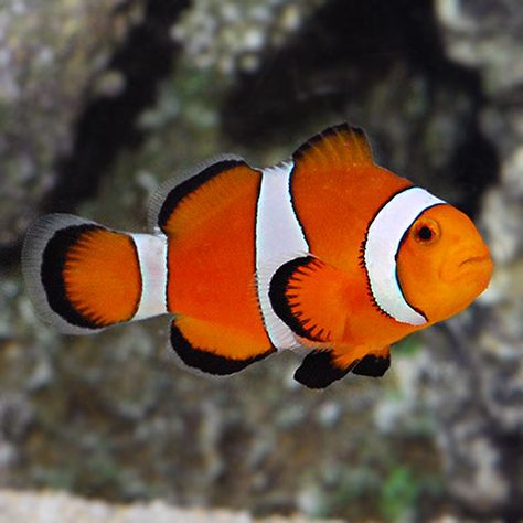 Ocellaris Clownfish, Saltwater Aquarium Beginner, Saltwater Aquarium Fish, Salt Water Fish, Saltwater Tank, Clownfish, Water Animals, Beautiful Sea Creatures, Marine Aquarium