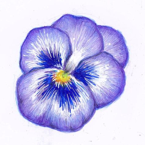 Alcohol markers and colored pencils Watercolor Flower Art, Marker Drawing, Ap Art, Alcohol Markers, Colored Pencil, Pen Drawing, Pansies, Flower Drawing, Watercolor Flowers