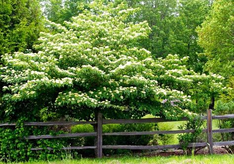 Live in the Northeast? Try these native plants in your landscape ... Pagoda Dogwood, Spring Flowering Trees, Landscape Nursery, Gardening Zones, Specimen Trees, Dogwood Trees, Garden Shrubs, Wildflower Garden, Ornamental Trees