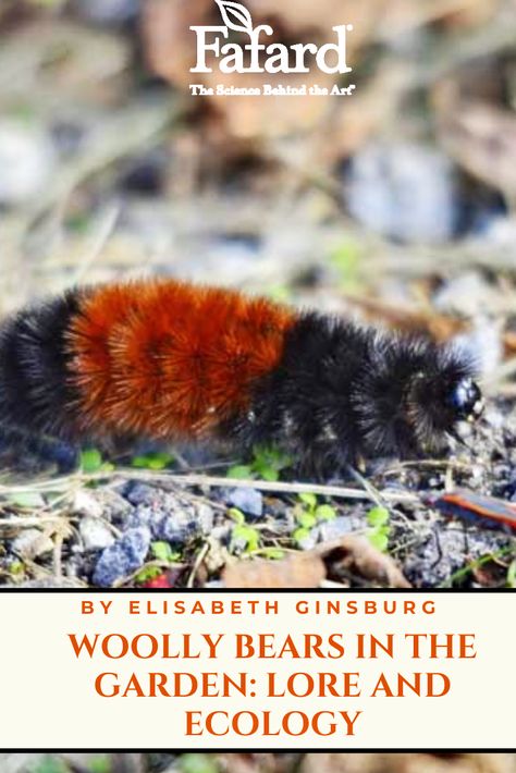 The banded #woolly #bear #caterpillar is only about 1.5 to 2 inches long, but it carries a lot of weight on its small form. Since colonial times, folk wisdom has claimed that even before the caterpillar can metamorphose into a #tiger #moth, it has the power to predict winter weather. That is a big responsibility. The gentle caterpillars are also loved by kids and make great teaching tools to explain insect hibernation, #insect life cycles, and regional #folklore. #fall #autumn #winter Wolly Bear Caterpillar, Folklore Fall, Wooly Caterpillar, Wooly Bear Caterpillar, Woolly Bear, Off Grid Survival, Tiger Moth, Grey House, Colonial Times