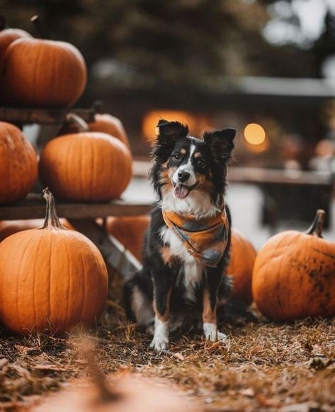 Halloween Dog Photography, Fall Dog Pictures, Fall Dog Photos, Fall Nostalgia, Autumn Dogs, Dog Photoshoot Pet Photography, Facts About Halloween, Dog Autumn, Animal Photoshoot