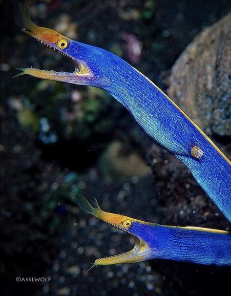 Rhinomuraena quaesita ribbon eel, also known as leaf-nosed moray eel, Tulamben, Bali, Indonesia.  Photo:  Wolfgang Assl. Ribbon Eel, Moray Eel, Wild Nature, Animal Videos, Keep In Touch, Animal Gifs, Marine Life, Bali, Cool Art