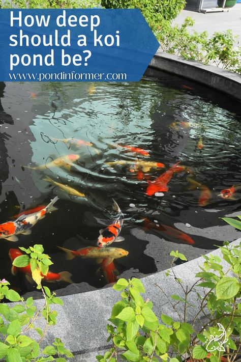 Guide to the perfect koi pond depth, with information on what koi prefer, things to consider such as aquatic plants and pond mates, and more! Water Trough Koi Pond, Backyard Coy Pond Ideas, Koi Pond Fountain Ideas, Stock Tank Koi Pond Ideas, Backyard Koi Pond Ideas With Bridge, Coy Fish Pond Backyard, Coy Pond Ideas Backyards, Small Koi Pond Ideas, Koi Fish Pond Backyard