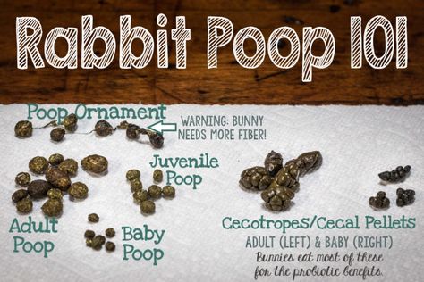 All about rabbit poop.  What's normal?  Why is my rabbit's poop mashed together like tiny grapes? How large should my bunny's poop be? Bunny Care Tips, Rabbit Facts, Rabbit Information, Mini Lop Bunnies, Lop Bunnies, Rabbit Enclosure, Pet Rabbit Care, All About Rabbits, Bunny Room