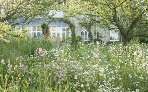 How to restore an orchard meadow Orchard Design, Orchard Garden, Wild Flower Meadow, Meadow Garden, Into The West, Wildlife Gardening, Wildflower Garden, Natural Garden, Farm Gardens