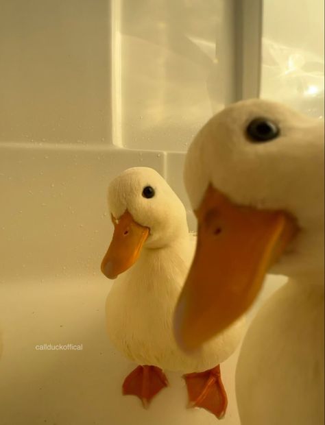 Cute Duck Pfp, Ducks Aesthetic, Duck Aesthetic, Duck Pics, Duck Pfp, Duck Portrait, Duck Memes, Pet Duck, Duck Pictures