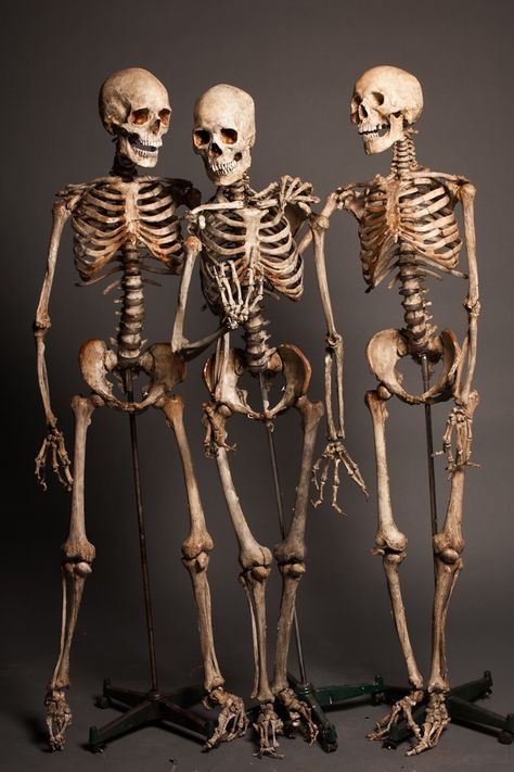 Skeleton Dynamic Poses, Realistic Skeleton, Skeleton Looking Down, Real Human Skeleton, Black Skeleton, Full Skeleton, Real Skeleton, Skeletons Posing, Skeleton Poses Reference