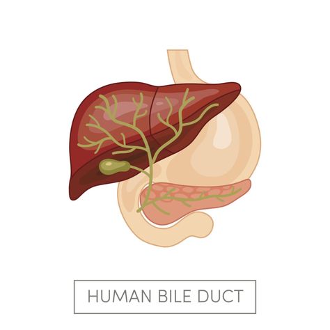 Gall Bladder Issues?  Consider Bile! | D-Signed Nutrition Lung Detox, Gall Bladder, Herbal Store, Body Detox Cleanse, Colon Detox, Bile Duct, Cleanse Your Body, Detox Your Body, Detox Cleanse