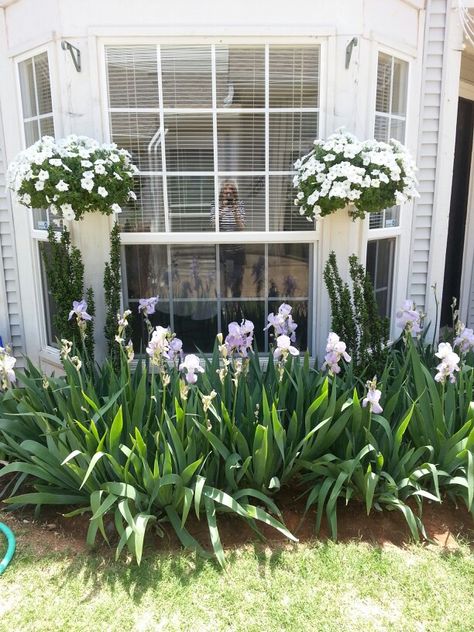 Plants Under Window Outside, Bay Window Flower Beds, Front Window Garden Ideas, Bay Window Garden Ideas Outside, Under Bay Window Landscaping, Landscaping In Front Of Bay Window, Plants Under Window, Bay Window Flower Boxes, Landscape In Front Of Bay Window