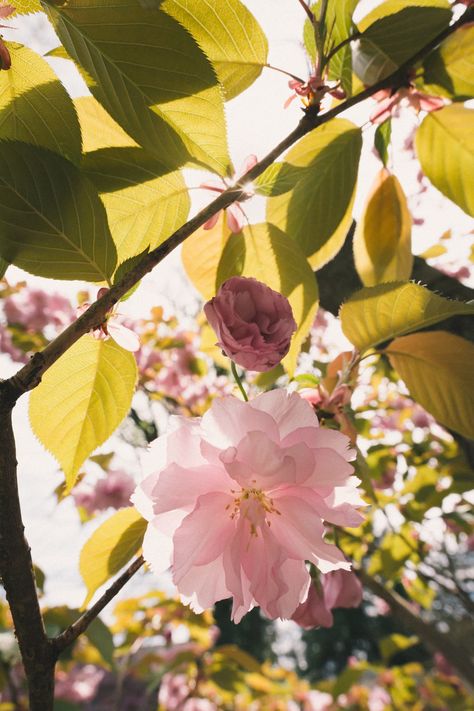 Cherry Blossom Leaves, Gcse Textiles, Leaves Photo, Lovers Images, Lovers Pics, Free Nature, Plant Images, Free Plants, Birth Chart