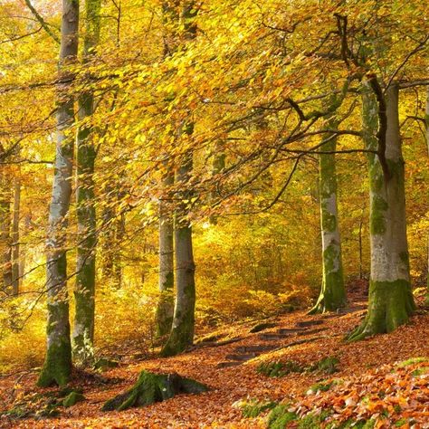 Woodland Trust, Beech Hedge, Yellow Things, Shade Tolerant Plants, Beech Trees, Woodland Plants, Beech Tree, Plant Ideas, Fallen Leaves