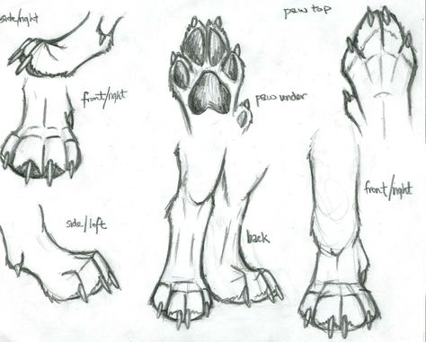 wolf paw sketch Paw Sketch, Dog Paw Drawing, Paw Drawing, Wolf Sketch, Wolf Paw, Animals Drawing, Some Drawings, Dog Leg, Drawing Animals