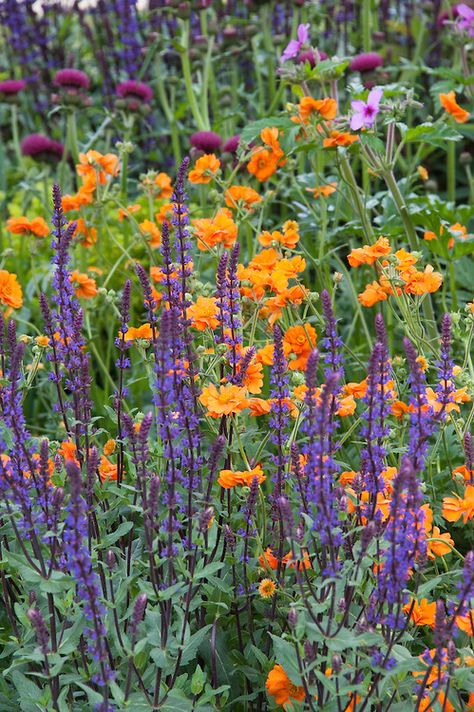 Orange Geum 'Princess Juliana' and purple Salvia nemerosa 'Caradonna', Morgan Stanley Healthy Cities Garden designed by Chris Beardshaw, RHS Chelsea Flower Show 2015. Purple Salvia, Purple Flowers Garden, Morgan Stanley, Rhs Chelsea Flower Show, Cottage Garden Design, Have Inspiration, Chelsea Flower, City Garden, Chelsea Flower Show