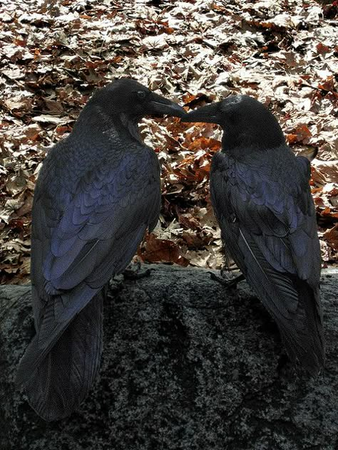 Ravens in Love Blackbird Singing, Quoth The Raven, Dead Of Night, Crows And Ravens, Fall Images, Jackdaw, Raven Art, Black Birds, Crows Ravens