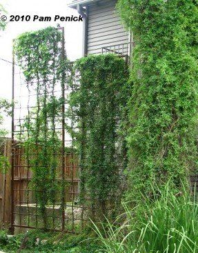 Tall Garden Trellis - Ideas on Foter Tall Trellis, Tall Garden Trellis, Vine Trellis, Trellis Ideas, Metal Trellis, Garden Catalogs, Tiered Garden, Garden Privacy, Garden Vines