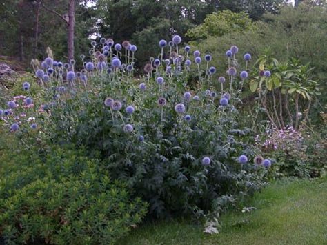 echinops bannaticus giant globe thistle | Echinops bannaticus - Blue Globe Thistle | Garden | Pinterest | Globes ... Blue Globe Thistle, Thistle Garden, Globe Thistle, Flower Garden Plans, Pinterest Garden, Allotment Gardening, Seed Heads, Blue Plants, Winter Plants