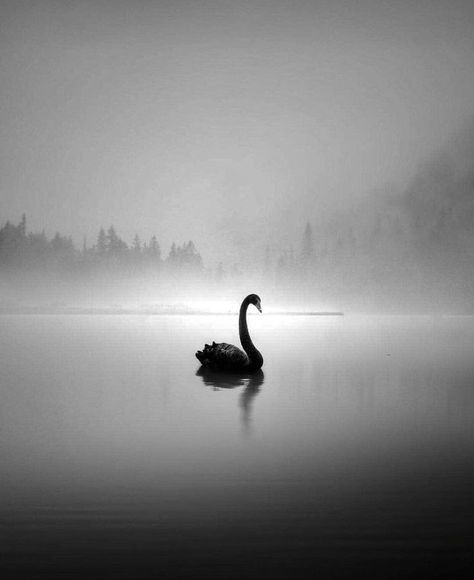 swan soul... Black Swan Animal, Black Swan Bird, Black Swan Movie, Swan Tattoo, Swan Pictures, Swan Wallpaper, Dark Swan, Swans Art, 캐릭터 드로잉