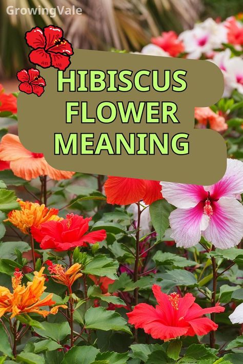 Hibiscus Flower Meaning Hibiscus Flower Meaning, Floral Names, Hibiscus Plant, Flower Meanings, Color Meanings, Yard Work, Hibiscus Flower, Hibiscus Flowers, Top Ten