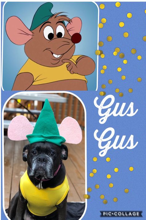 Gus Gus from Cinderella dog costume Monsters Inc Dog Costume Diy, Cinderella Dog Costume, Gus Gus Dog Costume, Gus Gus Costume, Gus From Cinderella, Cinderella Bridal Shower, Gus Gus, Pet Project, Diy Dog Costumes