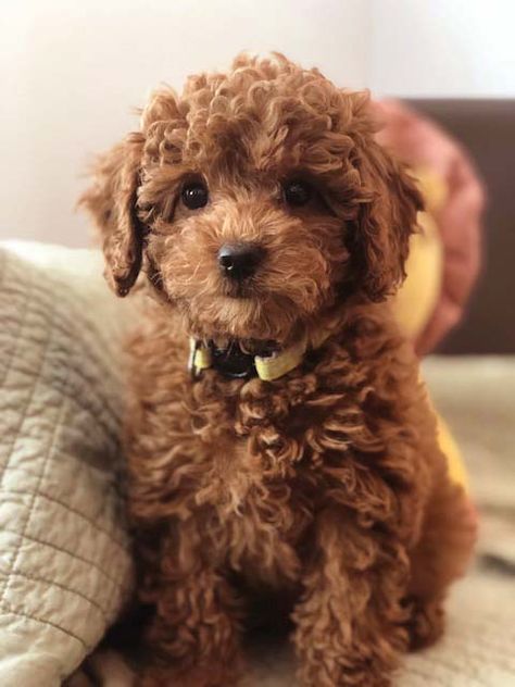 Micro Goldendoodle, Goldendoodle Mini, Toy Goldendoodle, Mini Goldendoodles, Goldendoodle Grooming, Puppy Boy, Puppy Ideas, Maltipoo Dog, Doodle Dogs