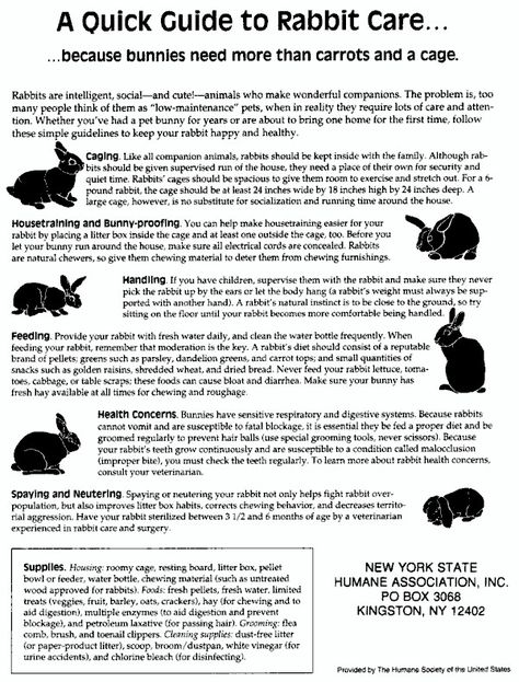 Quick Pet Rabbit Guide Rabbit Guide, Bunny Care Tips, Rabbit Information, Pet Rabbit Care, Rabbit Farm, Rabbit Treats, All About Rabbits, Flemish Giant, Raising Rabbits