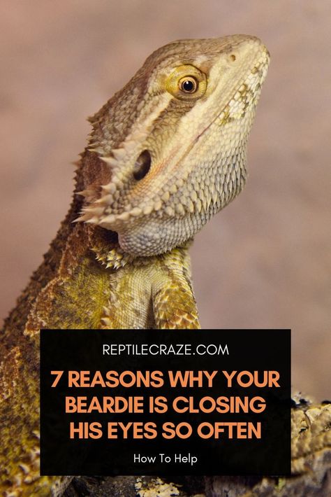 A bearded dragon may close its eyes when it’s being petted or held. This shows that it’s feeling stressed or uncomfortable. Some other medical reasons include dehydration, shedding, eye infections, and parasitic infections. Bearded Dragon Cute, Bearded Dragon Care, Swollen Eyes, Eye Infections, Eyes Problems, Sleep Cycle, Dragon Eye, Eyes Open, Dragon Head