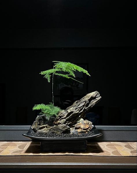 Asparagus Fern Bonsai, Asparagus Fern Terrarium, Asparagus Setaceus, Jade Plant Bonsai, Small Water Gardens, Wabi Kusa, Mini Zen Garden, Dragon Stone, Ferns Garden