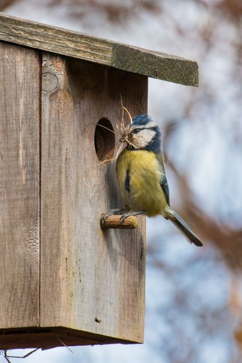 Nesting Bluetit by Bryan Mansell Garden Birdhouses, Bird Boxes, Backyard Birds, Little Birds, Bird Garden, Bird Nest, Birdhouse, Bird Watching, Bird Feathers