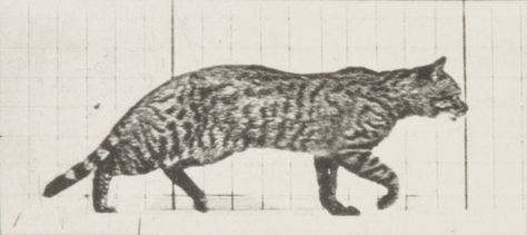 Cat_trotting,changing to a gallop Eadweard Muybridge, Animal Movement, Cat Anatomy, Animation Storyboard, Motion Photography, Cat Reference, Animation Sketches, Animal Study, Cat Pose