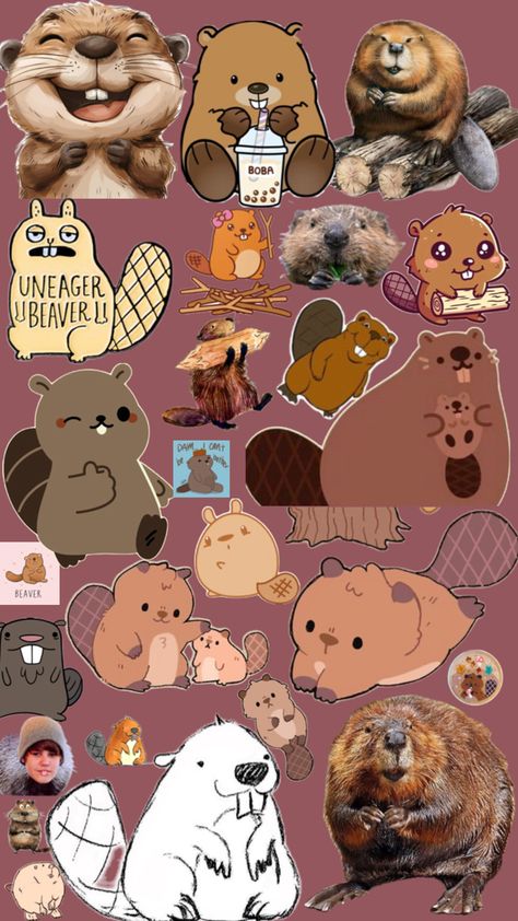 Beaver Project, Beaver Wallpaper