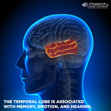 The temporal lobe is associated with memory, emotion, and hearing. plasticitybraincenters.com. #PlasticityBrainCenters #TemporalLobe #Memory #Emotion #Hearing #PartsoftheBrain Temporal Lobe, Abnormal Psychology, Complex Regional Pain Syndrome, Brain Facts, Brain Anatomy, Brain Science, Spinal Cord, Photo Search, Neurology