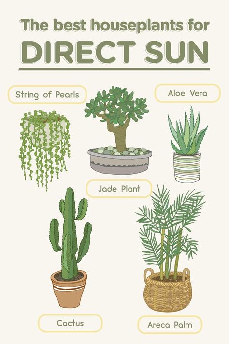 Inside Plants No Sun, Easy Care Outdoor Plants, House Plants Uk, House Plants That Like Direct Sunlight, Direct Sun Houseplants, Bright Light Plants Indoor, Plants For Direct Sunlight Indoor, Plants For Direct Sunlight Outdoor, High Light Plants Indoor