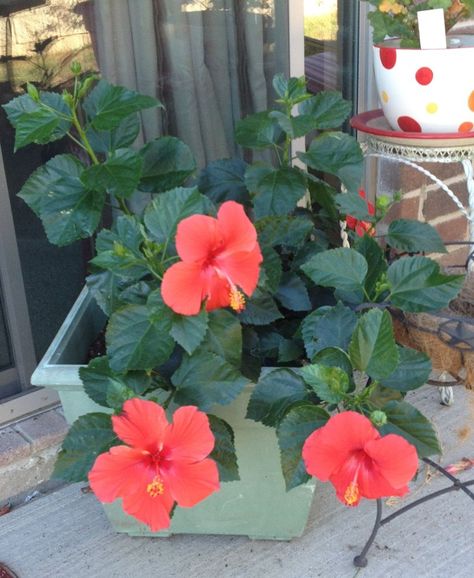 Potted Hibiscus, Hibiscus Plant, Gardening Flowers, Yard Work, Tropical Plants, Front Porch, Hibiscus, Chemistry, Porch