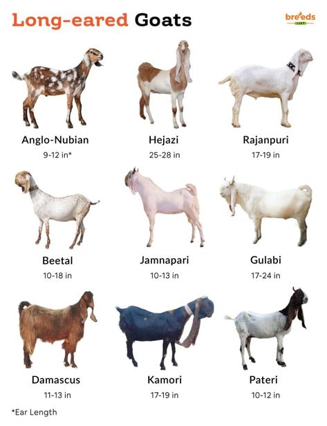 Long-eared Goats Breeds With Pictures Goats Breeds, Goat Breeds, Animal Anatomy, Highland Cattle, Hot And Humid, Animal Care, African Countries, Pet Care, Goats