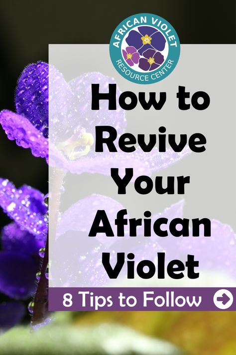 Africa Violets, Plant Advice, African Violet Care, Macerated Strawberries, Gardening Indoors, Planting Plants, Plants Care, African Violets Plants, Plants Pots