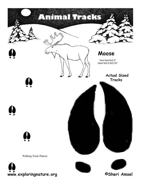 Moose Tracks Moose Track Tattoo, Moose Hoof Print, Moose Tracks, Moose Tattoo, Moose Silhouette, Track Pictures, Hoof Print, Nursing Home Activities, Moose Antlers