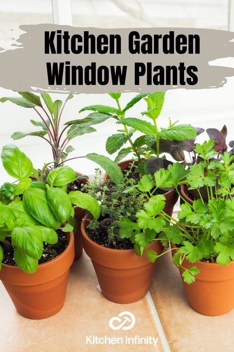 A kitchen garden window is a low-cost, high-benefit home improvement project. Choose plants wisely by considering kitchen design and window benefits Kitchen Garden Windows, Garden Window Kitchen, Herbs In Containers, Kitchen Garden Window, Grow Herbs, Building A Kitchen, Plant Kitchen, Herb Containers, Window Plants