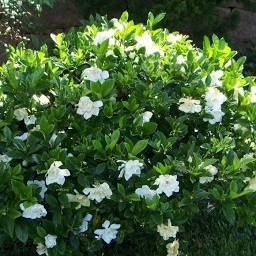 Gardenia Jasminoides, Gardenia Plant, Small Garden Landscape, Patio Flowers, Front Gardens, Shade Flowers, Front Landscaping, Garden Shrubs, Evergreen Plants