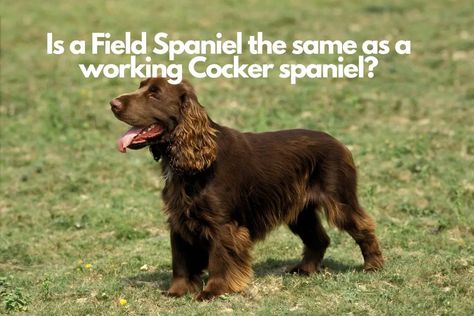 Is a Field Spaniel the same as a working Cocker spaniel Red Working Cocker Spaniel, Working Spaniel, Working Cocker Spaniel, Field Spaniel, Working Cocker, Cocker Spaniel, Many People, The Field, Spaniel