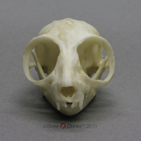 mouse skull Mice Reference, Mouse Lemur, Rat Skull, Mouse Skull, Animal Skeleton, Slow Loris, Skull Reference, Real Skull, Animal Skeletons